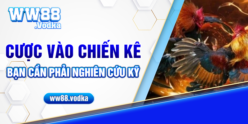 Cược vào chiến kê bạn cần phải nghiên cứu kỹ