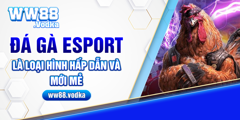 Đá gà Esport là loại hình hấp dẫn và mới mẻ 