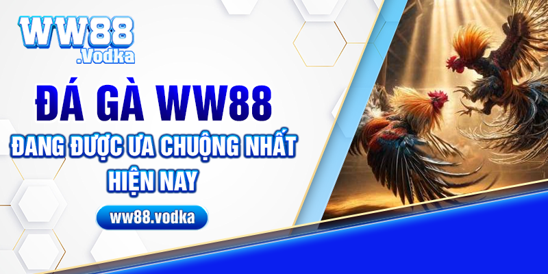 Đá gà ww88 đang được ưa chuộng nhất hiện nay