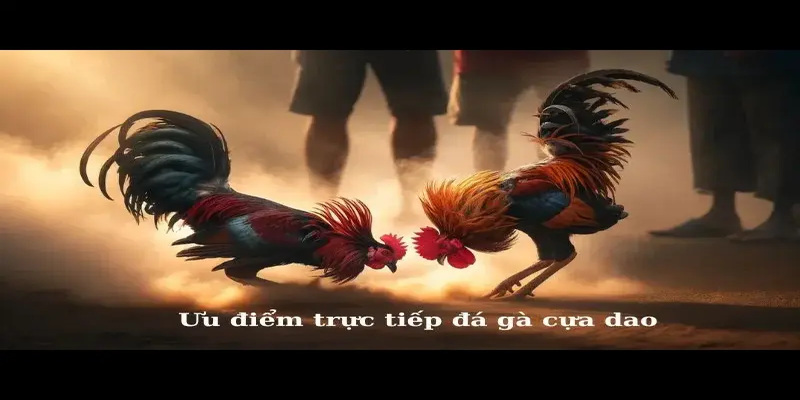 Những ưu điểm nổi bật của đá gà cựa dao tại nhà cái WW88