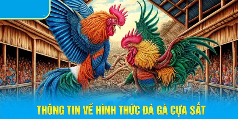 Giới thiệu công thức đá gà cựa sắt hấp dẫn hàng đầu Việt Nam